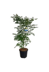 Érable Acer Arctic Jade ®