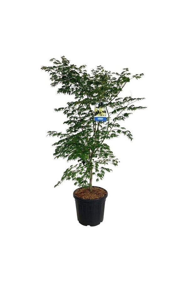 Esdoorn Acer Arctic Jade ®