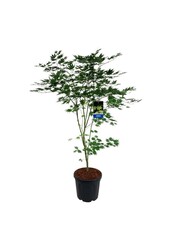 Érable Acer Arctic Jade ®