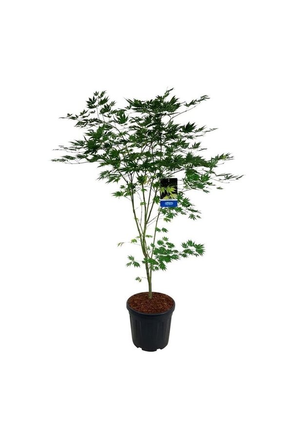 Esdoorn Acer Arctic Jade ®