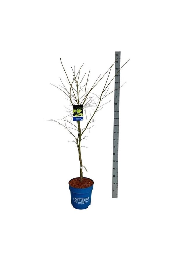 Esdoorn Acer Arctic Jade ®