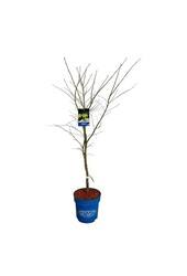 Érable Acer Arctic Jade ®