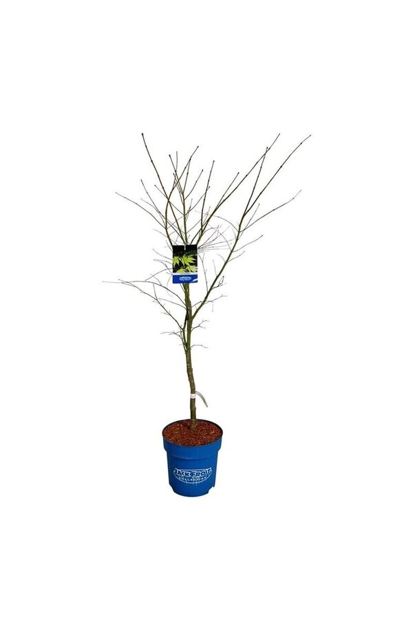 Érable Acer Arctic Jade ®