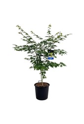 Érable Acer Arctic Jade ®
