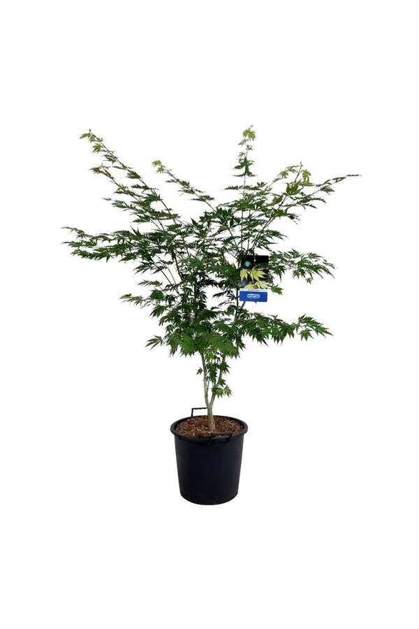 Érable Acer Arctic Jade ®