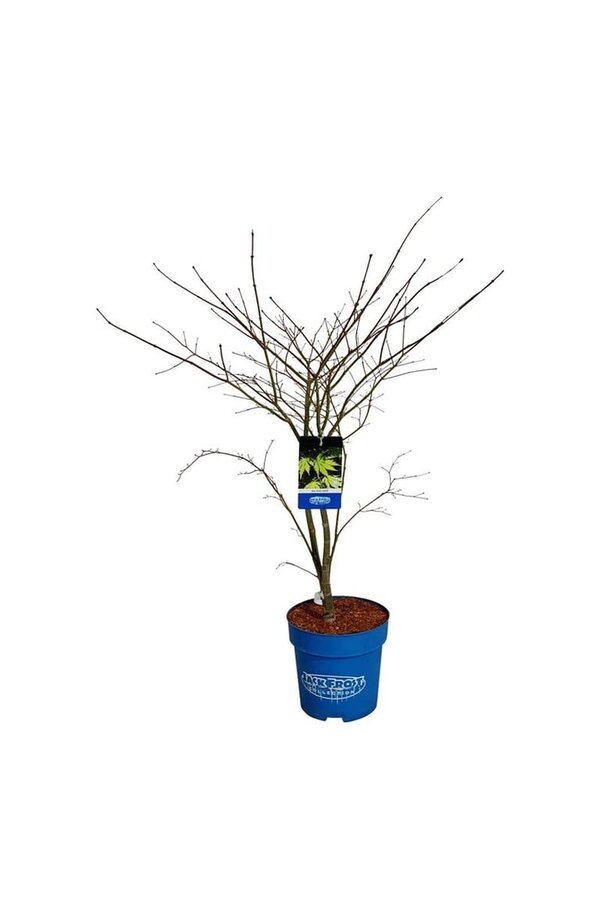 Esdoorn Acer Arctic Jade ®