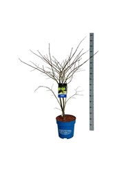 Érable Acer Arctic Jade ®