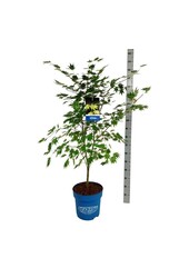 Érable Acer Arctic Jade ®