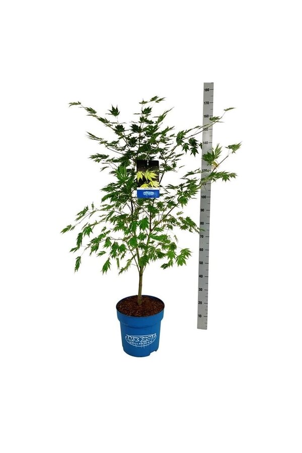 Érable Acer Arctic Jade ®