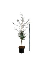 Beukenboom Fagus Aspleniifolia