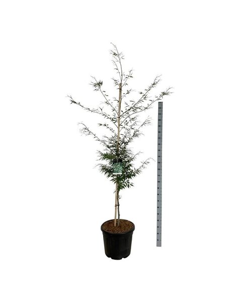 Fagus