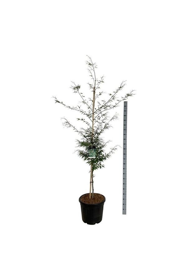 Beukenboom Fagus Aspleniifolia
