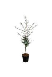 Beukenboom Fagus Aspleniifolia
