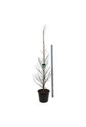 Beukenboom Fagus Aspleniifolia