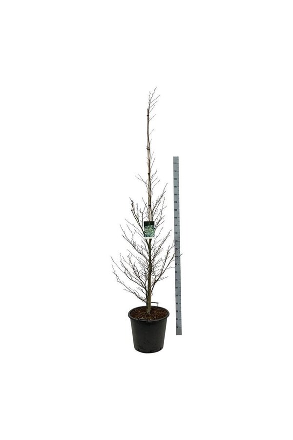 Beukenboom Fagus Aspleniifolia