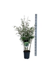 Bamboe Fargesia robusta Wenchuan