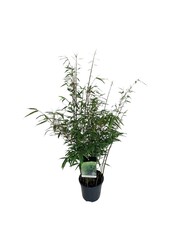 Bambou Fargesia robusta Wenchuan