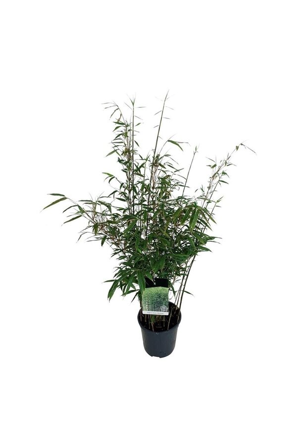 Bambou Fargesia robusta Wenchuan