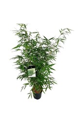 Bamboe Fargesia robusta Pingwu