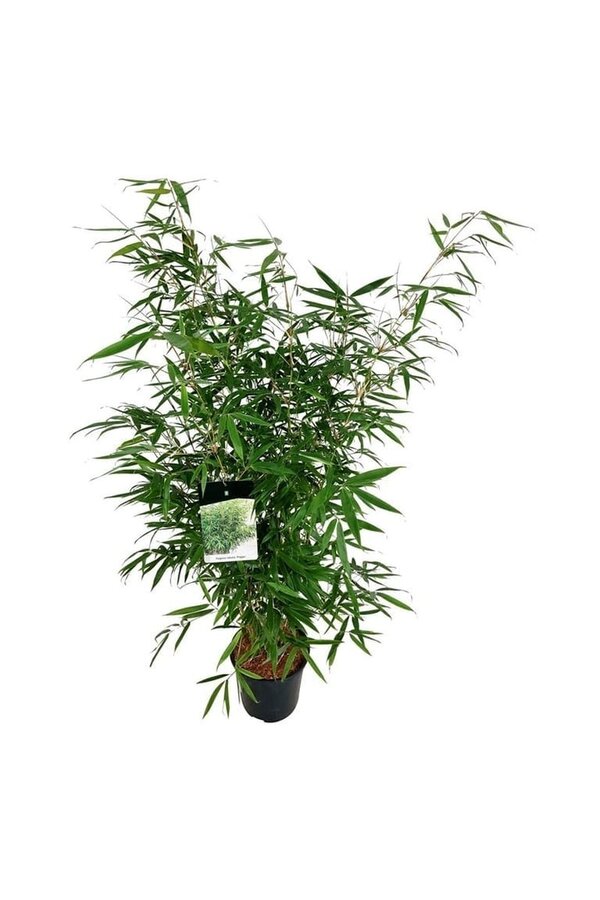 Bamboe Fargesia robusta Pingwu