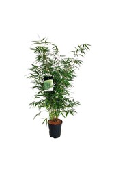 Bamboe Fargesia robusta Pingwu