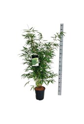 Bamboe Fargesia robusta Pingwu