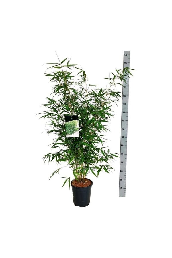 Bamboe Fargesia robusta Pingwu