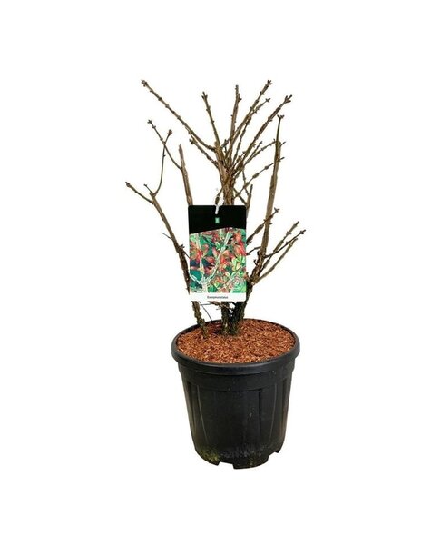 Euonymus
