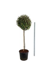 Olijfwilg Elaeagnus Compacta