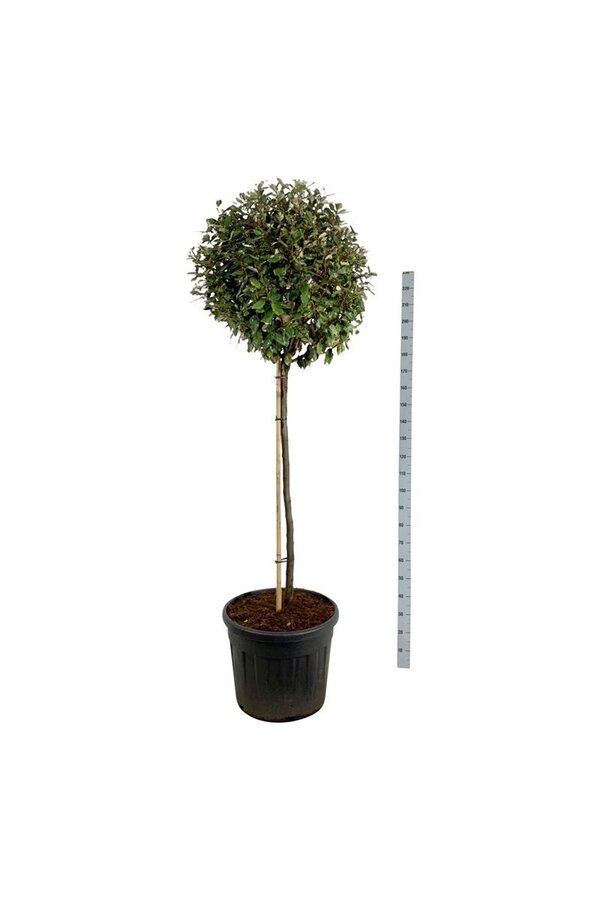 Chalef Elaeagnus Compacta