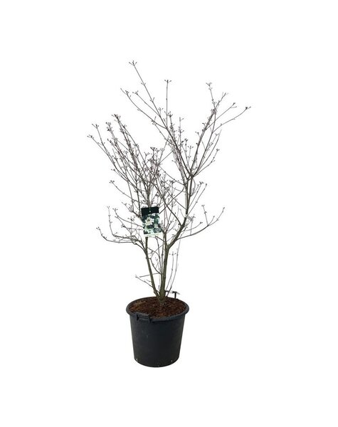 Cornus