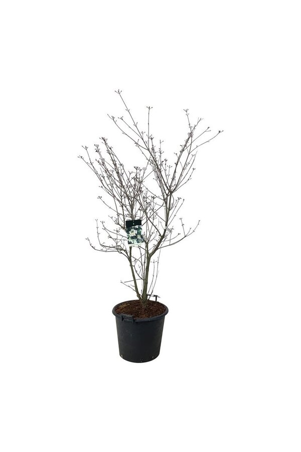 Kornoelje Cornus kousa Wietings Select