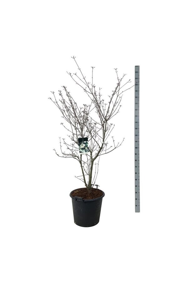 Kornoelje Cornus kousa Wietings Select