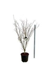 Cornouiller Cornus kousa Weisse Fontaine