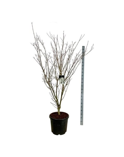 Cornus