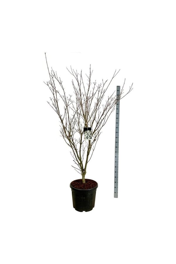 Kornoelje Cornus kousa Weisse Fontaine