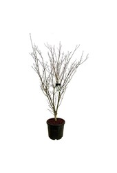 Kornoelje Cornus kousa Weisse Fontaine