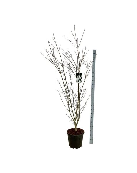 Cornus