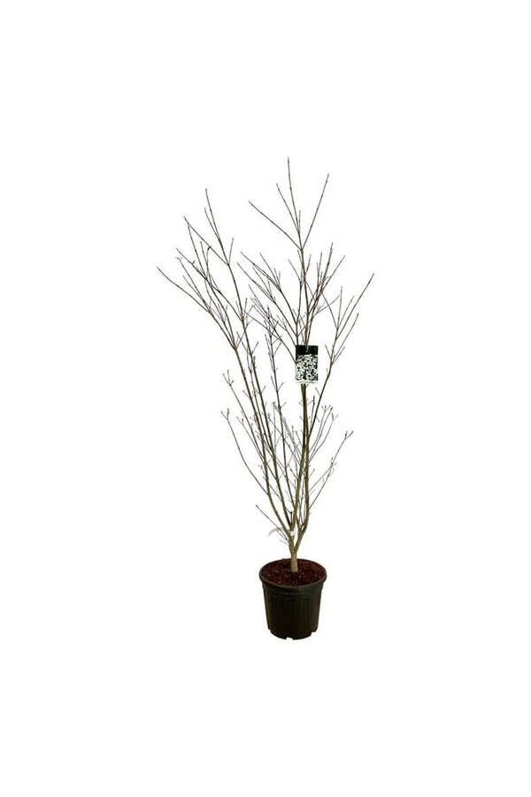 Kornoelje Cornus kousa Weisse Fontaine