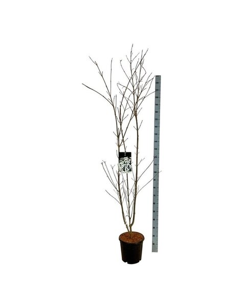 Cornus