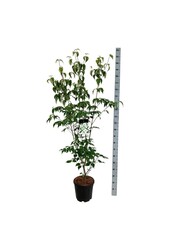 Cornouiller Cornus kousa Milky Way