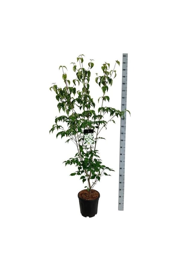 Cornouiller Cornus kousa Milky Way