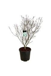 Cornouiller Cornus kousa Milky Way