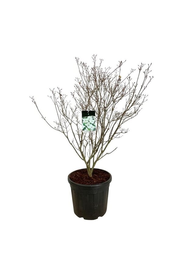 Cornouiller Cornus kousa Milky Way