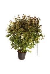 Cornouiller Cornus kousa chinensis