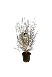 Cornouiller Cornus kousa chinensis