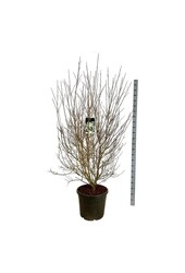 Kornoelje Cornus kousa chinensis