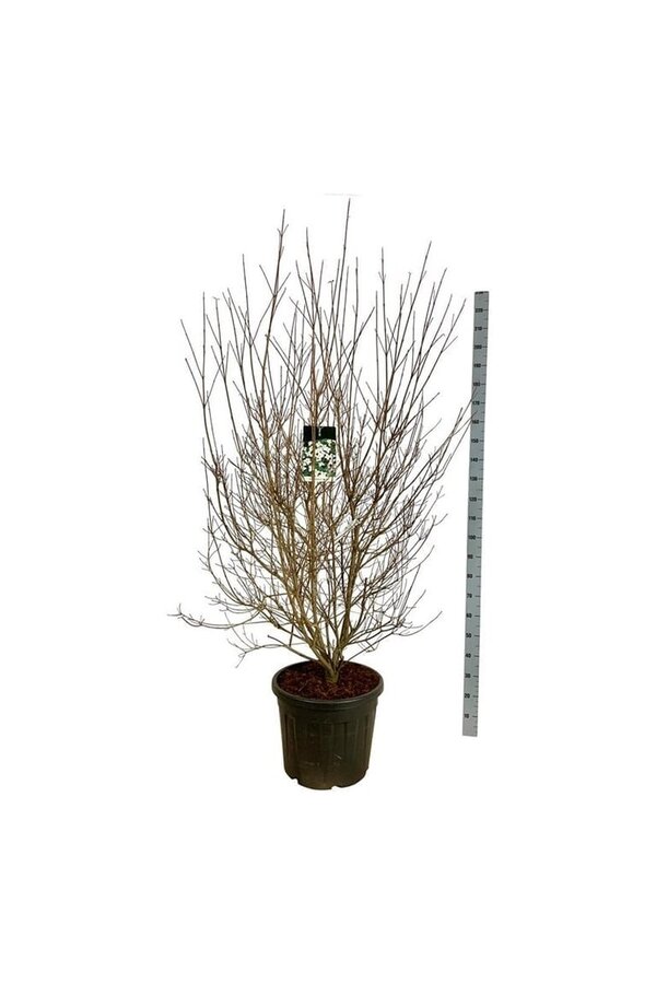 Cornouiller Cornus kousa chinensis