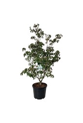 Kornoelje Cornus kousa China Girl