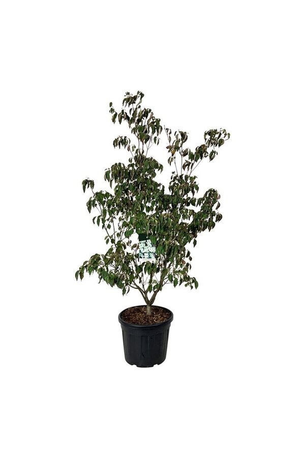 Kornoelje Cornus kousa China Girl